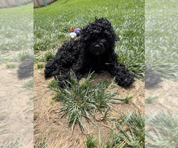 Medium Photo #14 Cockapoo (Miniature) Puppy For Sale in GREENTOWN, IN, USA