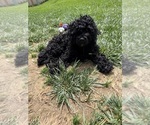 Small Photo #14 Cockapoo (Miniature) Puppy For Sale in GREENTOWN, IN, USA
