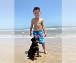 Small Photo #23 Doberman Pinscher Puppy For Sale in BEAUMONT, TX, USA