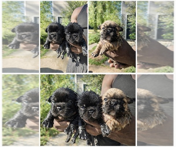 Medium Photo #1 French Bulldog Puppy For Sale in SNELLVILLE, GA, USA