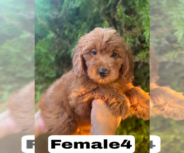 Medium Photo #40 Goldendoodle (Miniature) Puppy For Sale in BAKERSFIELD, CA, USA