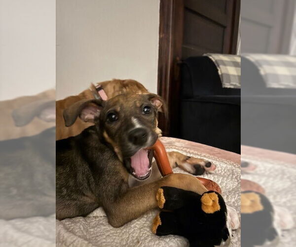 Medium Photo #3 Beagle-Unknown Mix Puppy For Sale in Springdale, PA, USA