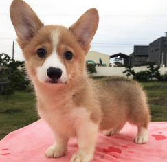 Pembroke Welsh Corgi Puppy for sale in SAN JOSE, CA, USA