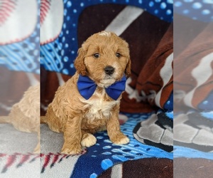 Goldendoodle Puppy for sale in KIRKWOOD, PA, USA