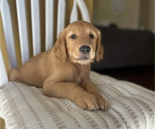 Medium Photo #3 Golden Retriever Puppy For Sale in SACRAMENTO, CA, USA