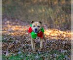 Small Photo #5 American Staffordshire Terrier-Labrador Retriever Mix Puppy For Sale in Unionville, PA, USA