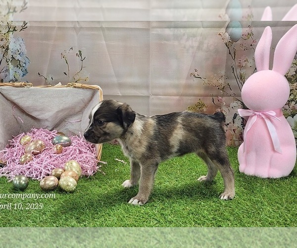 Medium Photo #15 Catahoula Leopard Dog Puppy For Sale in CUMBY, TX, USA