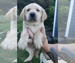 Small Photo #12 Labrador Retriever Puppy For Sale in OLYMPIA, WA, USA