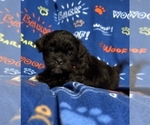 Puppy Rowlf Zuchon