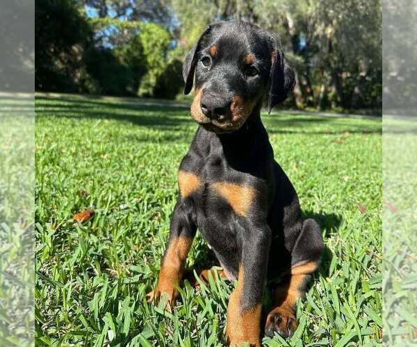 Medium Photo #46 Doberman Pinscher Puppy For Sale in FORT LAUDERDALE, FL, USA