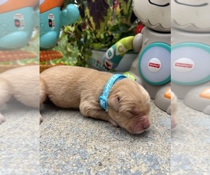 Golden Retriever Puppy for sale in NEOLA, WV, USA