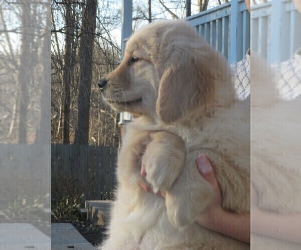 Medium Photo #22 Golden Retriever Puppy For Sale in MECHANICSVILLE, MD, USA