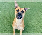 Small #1 Black Mouth Cur Mix