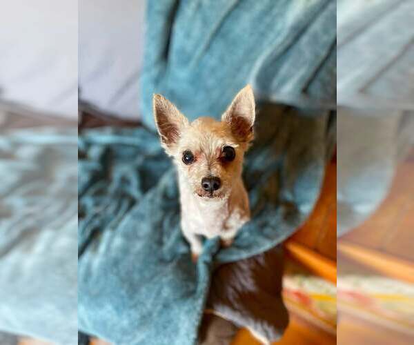 Medium Photo #8 Mutt Puppy For Sale in Rochester, NY, USA