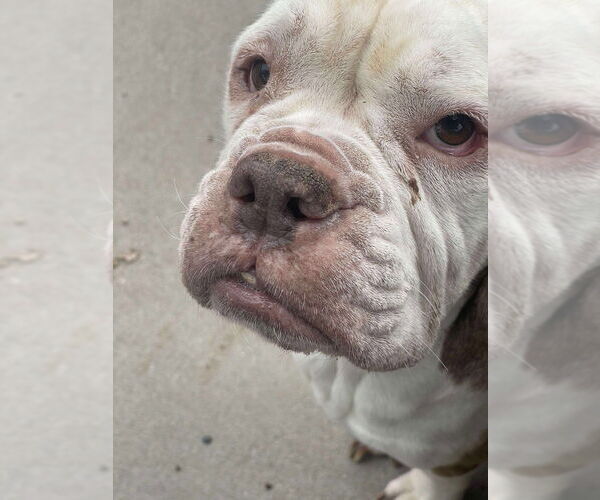 Medium Photo #4 Bull-Boxer Puppy For Sale in Plymouth, MN, USA