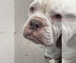 Small #3 Bull-Boxer