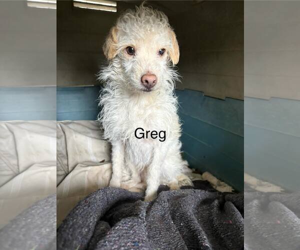 Medium Photo #1 Mutt Puppy For Sale in Turlock, CA, USA