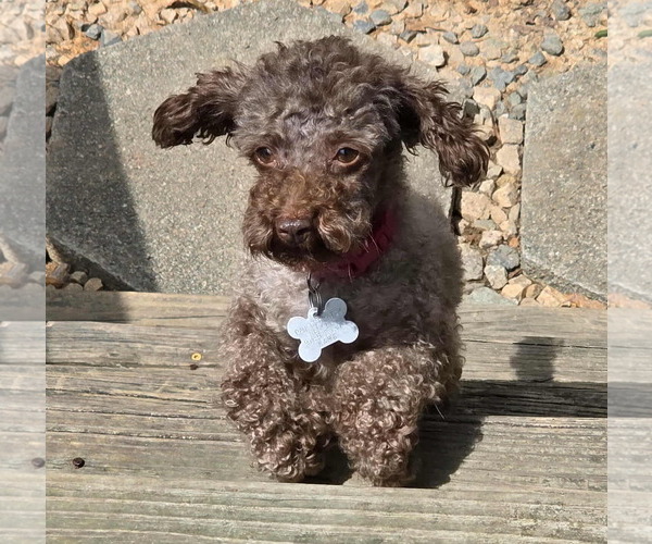 Medium Photo #1 Poodle (Miniature) Puppy For Sale in Holly Springs, NC, USA