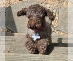 Small Poodle (Miniature)