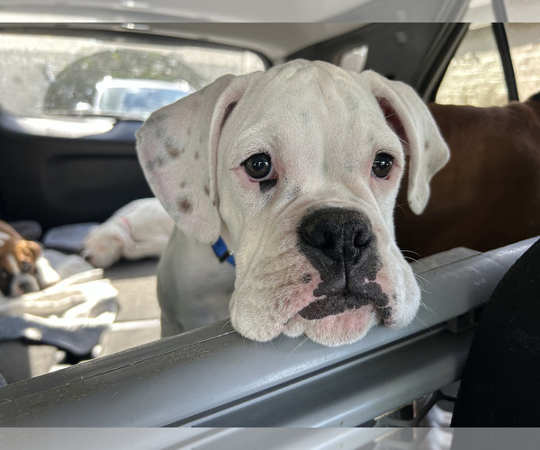 Medium Photo #7 Boxer Puppy For Sale in STRUM, WI, USA