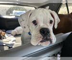 Small #6 Boxer