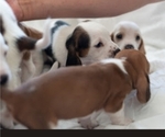 Small Photo #4 Basset Hound Puppy For Sale in BUENA PARK, CA, USA