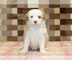 Small #2 Bernedoodle (Miniature)