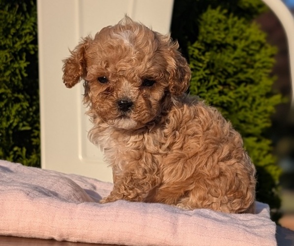 Medium Photo #34 Cavapoo (Miniature) Puppy For Sale in GOSHEN, IN, USA