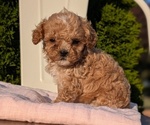 Small Photo #34 Cavapoo (Miniature) Puppy For Sale in GOSHEN, IN, USA