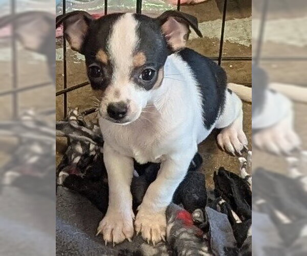Medium Photo #2 Chihuahua-Unknown Mix Puppy For Sale in San Bernardino, CA, USA