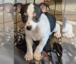 Small #1 Chihuahua Mix