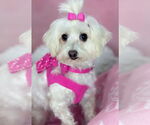 Small #3 Maltese