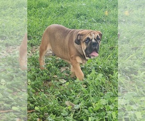 Olde English Bulldogge Puppy for sale in MILES CITY, MT, USA