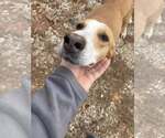 Small Coonhound