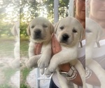 Small #12 Labrador Retriever