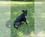 Small #1 Labrador Retriever Mix