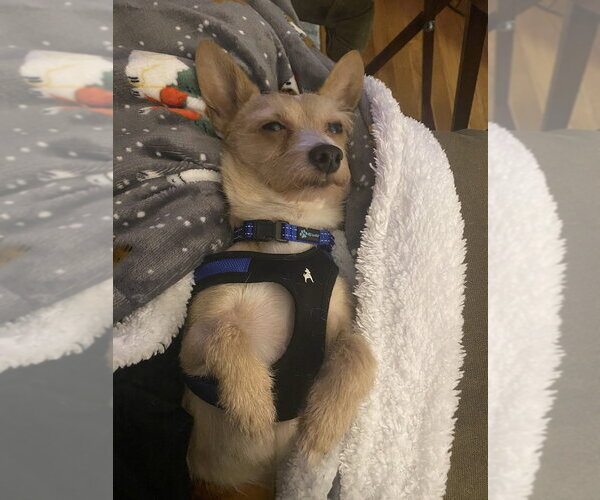 Medium Photo #7 Chihuahua-Unknown Mix Puppy For Sale in Mundelein, IL, USA