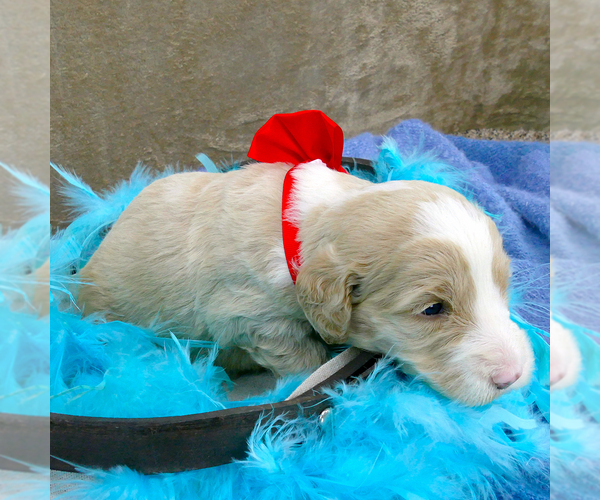 Medium Photo #2 Goldendoodle Puppy For Sale in ROY, UT, USA