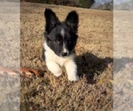 Puppy Spotify Border Collie-Papillon Mix