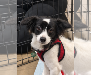 Chiweenie Dogs for adoption in Lake Elsinore, CA, USA