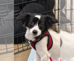 Princess - Female Chiweenie Dog for Adoption - Small photo