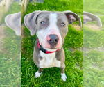 Small #4 American Pit Bull Terrier