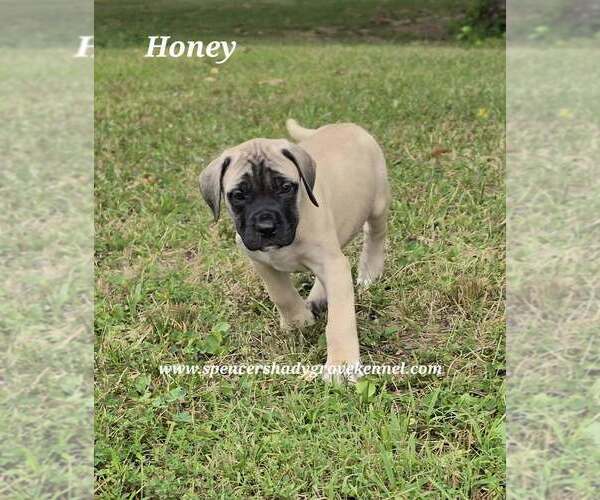 Medium Photo #8 Mastiff Puppy For Sale in CABOOL, MO, USA