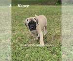 Small #7 Mastiff
