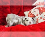 Small Photo #4 Bulldog Puppy For Sale in CINCINNATI, OH, USA