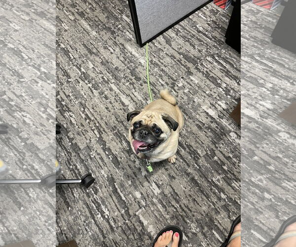 Medium Photo #1 Pug Puppy For Sale in Duluth, MN, USA