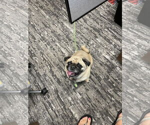 Pug Dogs for adoption in Duluth, MN, USA