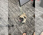Small Pug
