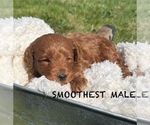 Puppy Smoothest Male Goldendoodle (Miniature)