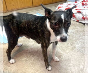 Jack Russell Terrier-Unknown Mix Dogs for adoption in GILBERTS, IL, USA